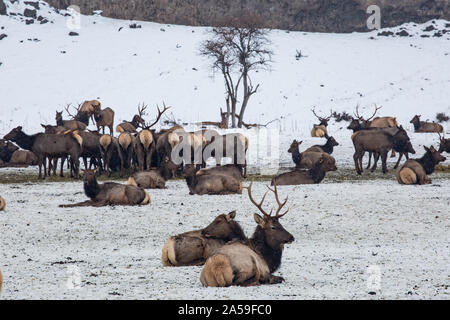 Im Winter sammelte sich der wilde Elch an der Futterstation des Yakima-Tals Stockfoto