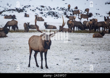 Im Winter sammelte sich der wilde Elch an der Futterstation des Yakima-Tals Stockfoto