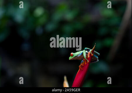 San Jorge La Laguna, Solola, Costa Rica. 2. Sep 2019. Einen rotäugigen Baumfrosch, (Agalychnis callidryas oder Rana Ojos Rojos, in Costa Rica gesehen. Credit: Hiroko Tanaka/ZUMA Draht/Alamy leben Nachrichten Stockfoto