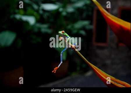 San Jorge La Laguna, Solola, Costa Rica. 2. Sep 2019. Einen rotäugigen Baumfrosch, (Agalychnis callidryas oder Rana Ojos Rojos, in Costa Rica gesehen. Credit: Hiroko Tanaka/ZUMA Draht/Alamy leben Nachrichten Stockfoto