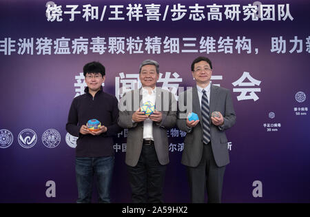 (191019) - Peking, Oktober 19, 2019 (Xinhua) - Rao Zihe (C), eine Akademikerin mit der Chinesischen Akademie der Wissenschaften (CAS), Wang Xiangxi (L), ein Forscher am Institut für Biophysik der CAS und Bu Zhigao (R), Direktor der Harbin Veterinary Research Institute der chinesischen Akademie der Agrarwissenschaften (CAAS), für Fotos auf einer Pressekonferenz vom Institut für Biophysik der CAS in Peking, der Hauptstadt von China, Okt. 18, 2019 statt. Chinesische Wissenschaftler haben die dreidimensionale Struktur der Afrikanischen Schweinepest Virus entwirrt, über eine solide Grundlage für die Entwicklung wirksamer und s Stockfoto