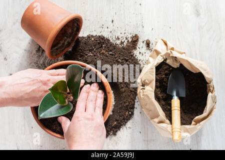 Frau wiederbepflanzung Ficus Blume in einem neuen braunen Tontopf, die zimmerpflanze Transplant zu Hause Stockfoto