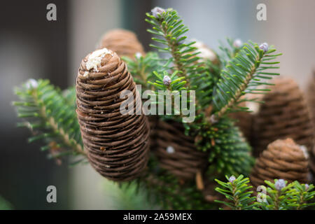 Reife Zapfen der Koreanischen Tanne (Abies koreana) mit Harz Stockfoto