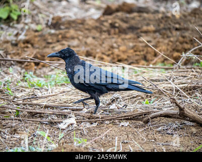 Eine japanische Groß-billed Crow, Corvus macrorhynchos japonensis, Grünfutter in einem leeren Bauern Feld in Yokohama, Japan. Stockfoto