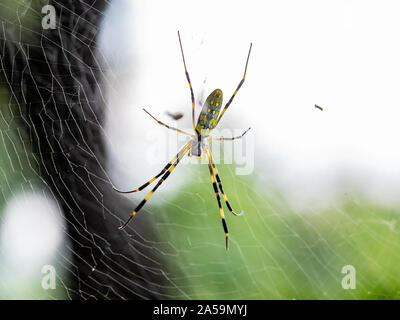 Eine Nephila clavata, eine Art von Orb weaver Spider in Japan, wo es heißt joro joro-gumo oder Spinne, wartet in seiner Web nach Beute. Stockfoto