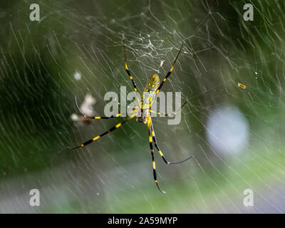 Eine Nephila clavata, eine Art von Orb weaver Spider in Japan, wo es heißt joro joro-gumo oder Spinne, wartet in seiner Web nach Beute. Stockfoto