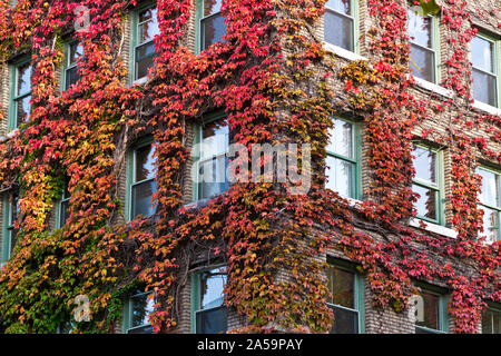Nahaufnahme von Sylvia Hotel im West End von Vancouver im Aurumn. Historisches Gebäude mit mit rotem Virginia Creeper Rebe im Herbst fallen. Stockfoto