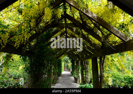 Gelb laburnum Blumen, Blüten, Blütenstände, Deckel, Abdeckung, abgedeckt, Pergola, Holz Garten, Gärten, Bergsteiger, klettern, im Garten arbeiten, Weg, Pfad, Cov Stockfoto