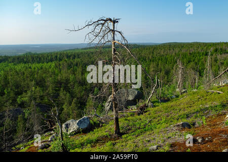 Trockene Crooked Tree in der Einöde auf der Spitze des Berges. Russland. Karelien. Vottovaara Berg nach dem flächenbrand. Stockfoto