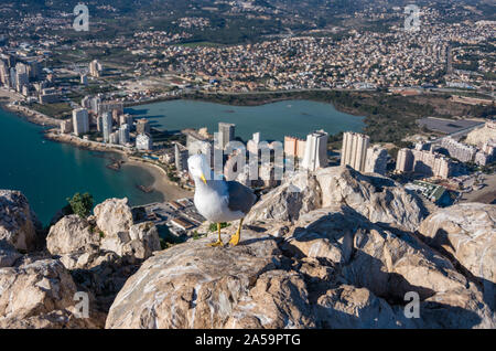 Möwe auf den Penon de Ifach) (Rock. Blick über Calpe (Calp) Stadt, Spanien. Stockfoto