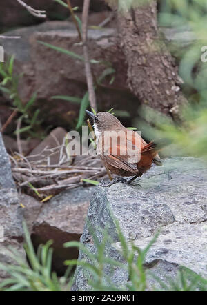 Crag Earthcreeper (Ochetorhynchus melanurus Melanurus) Erwachsenen stehen auf Rock El Jao Valley, Chile Januar Stockfoto