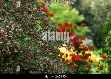 Enkianthus Campanula rubra, Blume, Blumen, Blüte, Glocken, Glockenartigen, Feder, Strauch, kleiner Baum, RM Floral Stockfoto