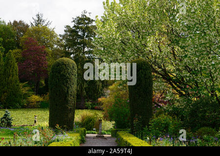 Baume involucrata, Taube, Taschentuch Baum, weiß, Blume, Blumen, blühen, baum, bäume, Zierpflanzen, Altamont Gardens, Corona Nord, Carlow, Eibe Säulen, Stockfoto