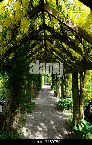 Gelb laburnum Blumen, Blüten, Blütenstände, Deckel, Abdeckung, abgedeckt, Pergola, Holz Garten, Gärten, Bergsteiger, klettern, im Garten arbeiten, Weg, Pfad, Cov Stockfoto