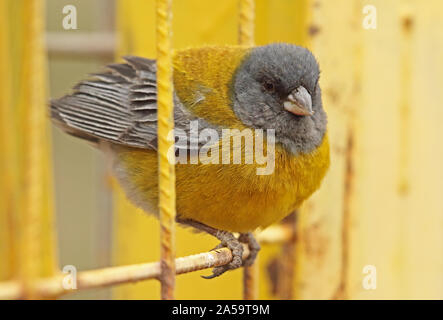 Grau - hooded Sierra - Finch (Phrygilus gayi) erwachsenen männlichen auf Metall tor El Jao Tal thront, Chile Januar Stockfoto