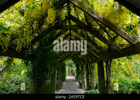 Gelb laburnum Blumen, Blüten, Blütenstände, Deckel, Abdeckung, abgedeckt, Pergola, Holz Garten, Gärten, Bergsteiger, klettern, im Garten arbeiten, Weg, Pfad, Cov Stockfoto