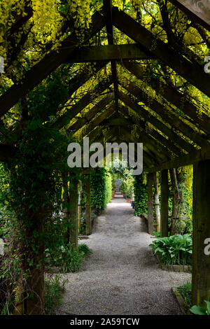 Gelb laburnum Blumen, Blüten, Blütenstände, Deckel, Abdeckung, abgedeckt, Pergola, Holz Garten, Gärten, Bergsteiger, klettern, im Garten arbeiten, Weg, Pfad, Cov Stockfoto