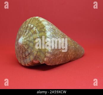 Strombus Bobonius prähistorischen seashell Seitenansicht auf rotem Hintergrund Stockfoto