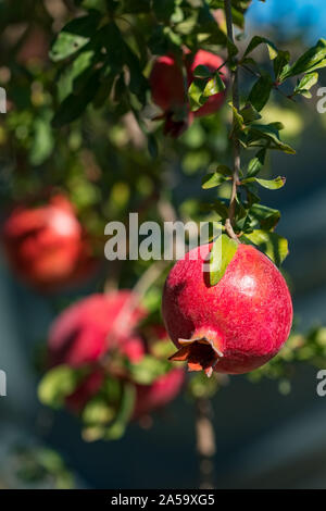 Reifer Granatapfel Obst auf einem Ast Stockfoto