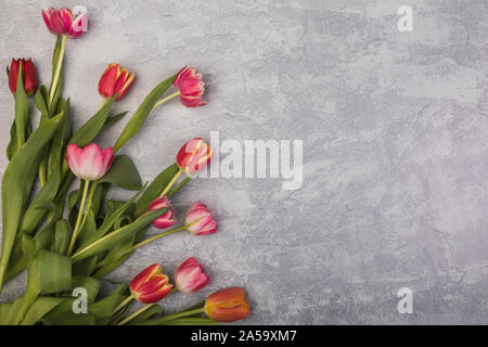 Tulpen liegen flach Perspektive von oben gesehen. Die rosa, rot und orange Blumen auf einem grauen rustikalen Tisch. Die hübschen Blumen, Rahmen Stockfoto