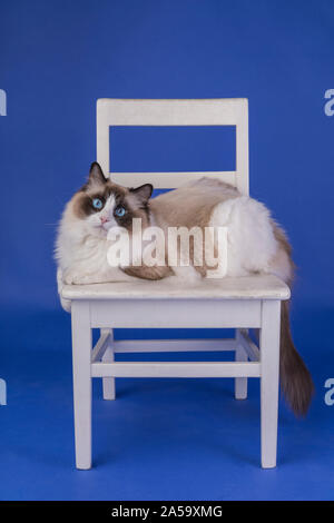 Eine wunderschöne bicolour Ragdoll Katze auf einem kleinen weißen Stuhl, der auf einem blauen Hintergrund. Die junge Katze ist Braun und Weiß, und sie hat blaue Augen. Stockfoto