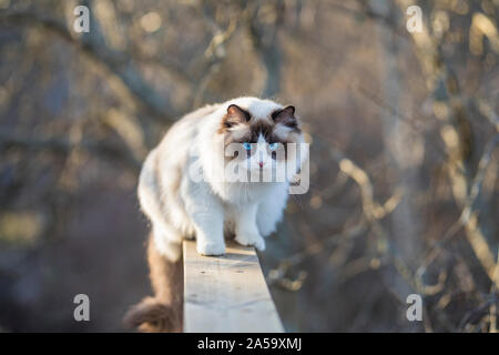 Eine schöne junge bicolour Ragdoll Cat Balancieren auf einer Veranda Geländer. Die Katze ist Braun und Weiß mit blauen Augen. Zweigniederlassungen, die in einem großen Baum sind Defokussierten in Stockfoto