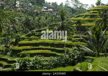 Die schöne Tegalallang Reis Terrassen in der Nähe der kulturellen Stadt Ubud in Bali. Stockfoto