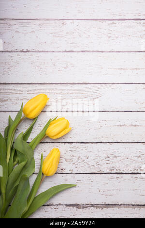 Tulpen liegen flach Perspektive von oben gesehen. Die gelben Blüten sind auf einem weißen rustikalen Holztisch. Der schöne Frühling Blumen schmücken eine e Stockfoto