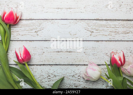 Tulpen liegen flach Perspektive von oben gesehen. Die rosa und weißen Blüten sind auf einem weißen rustikalen Holztisch. Die hübschen Blumen, fram Stockfoto