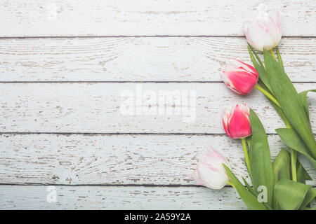 Tulpen liegen flach Perspektive von oben gesehen. Die rosa und weißen Blüten sind auf einem weißen rustikalen Holztisch, und es ist der leere Raum mit r Stockfoto