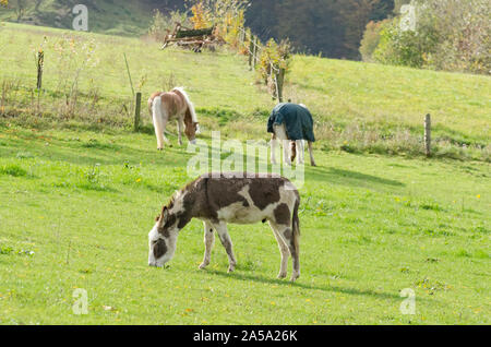 Equus africanus asinus, inländischen Esel auf einer Weide in der Landschaft Stockfoto