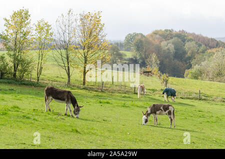 Equus africanus asinus, inländischen Esel auf einer Weide in der Landschaft Stockfoto