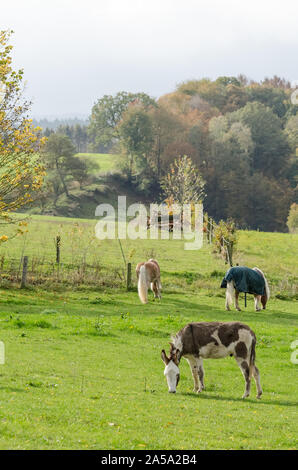 Equus africanus asinus, inländischen Esel auf einer Weide in der Landschaft Stockfoto