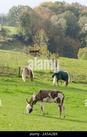 Equus africanus asinus, inländischen Esel auf einer Weide in der Landschaft Stockfoto