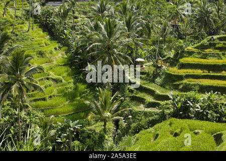 Die schöne Tegalallang Reis Terrassen in der Nähe der kulturellen Stadt Ubud in Bali. Stockfoto