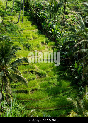 Die schöne Tegalallang Reis Terrassen in der Nähe der kulturellen Stadt Ubud in Bali. Stockfoto