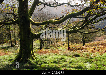 Coed Craflwyn Holz mit Menschen zu Fuß durch Bäume in Snowdonia National Park im Herbst. Beddgelert, Gwynedd, Wales, Großbritannien, Großbritannien Stockfoto