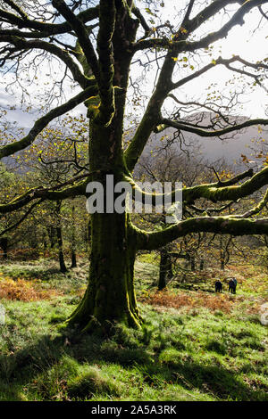 Coed Craflwyn Holz mit Menschen zu Fuß durch Bäume in Snowdonia National Park im Herbst. Beddgelert, Gwynedd, Wales, Großbritannien, Großbritannien Stockfoto