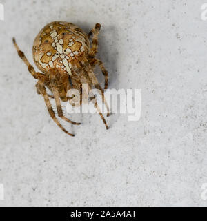 Makroaufnahme eines großen europäischen Gartenkreuzspinne (Araneus diadematus). Stockfoto