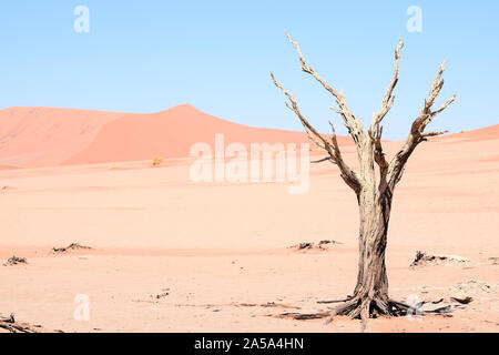 Einen toten Baumstamm, durch den roten Sand umgeben, mitten in der Wüste von Sossusvlei (oder Sossus Tal) in Namibia - Afrika. Sehr gut als Hintergrund. Stockfoto