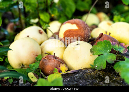 Nachdem sie vom Baum, diese Äpfel liegen Verrotten auf dem Boden überdauern. Stockfoto