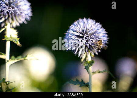 Globus Disteln oder echinops, sind in der Regel gefunden, in dem er wild und Gärten und locken Insekten im Sommer und frühen Herbst. Das Thistle hat ein Stockfoto