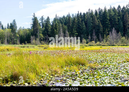 Stadt Vancouver, China Town und Stanley Island Stockfoto