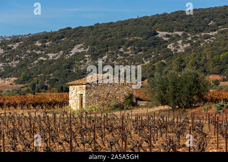 Weinberg im Herbst in der Gegend von Aniane und Puechabon, in der Nähe von Saint Guilhem Le Desert, Herault Tal, Occitanie Frankreich. Stockfoto