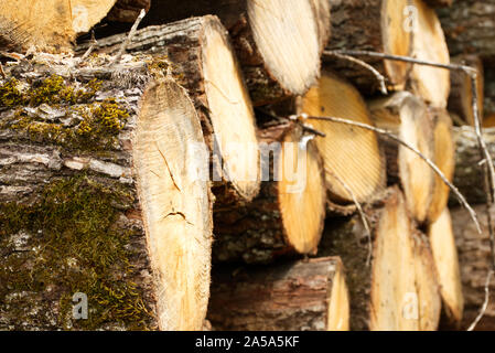 Landschaft Hintergrund mit einem riesigen Haufen von Schneiden Bäume, markierte ok mit großen orange Buchstaben, bereit für den Transport, die getrocknet und gesägt zu Baumaterialien. Stockfoto