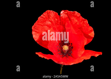 Seite Studio in der Nähe von einem einzigen Mohn (Papaver rhoeas) Blüte mit Stängel vor schwarzem Hintergrund. Stockfoto