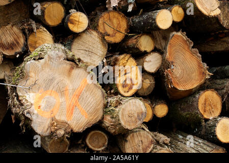 Landschaft Hintergrund mit einem riesigen Haufen von Schneiden Bäume, markierte ok mit großen orange Buchstaben, bereit für den Transport, die getrocknet und gesägt zu Baumaterialien. Stockfoto