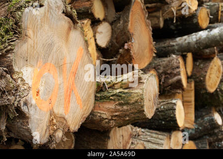 Landschaft Hintergrund mit einem riesigen Haufen von Schneiden Bäume, markierte ok mit großen orange Buchstaben, bereit für den Transport, die getrocknet und gesägt zu Baumaterialien. Stockfoto