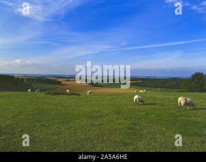 Die Landschaft entlang der Grenze Wiltshire, Hampshire, England, Großbritannien Stockfoto