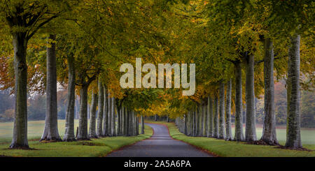 Allee der Buche ist im Herbst in der Nähe von Moor Crichel, Dorset, England Stockfoto